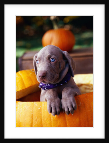 Weimaraner Puppy Inside Pumpkin by Anonymous