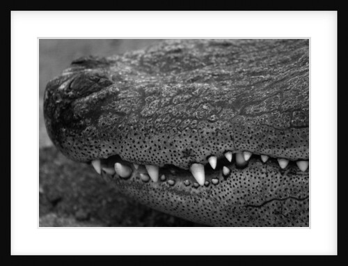 Snout of Crocodile by Anonymous