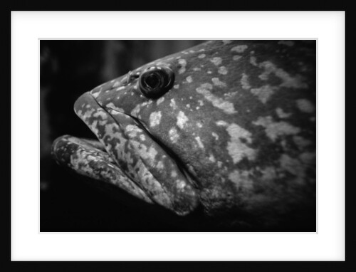 Grouper by Anonymous