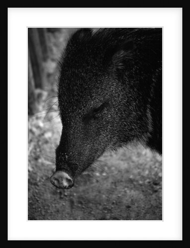Peccary by Anonymous