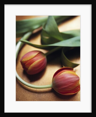 Orange Tulips by Anonymous