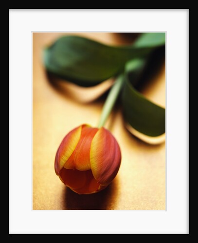 Orange Tulip by Anonymous