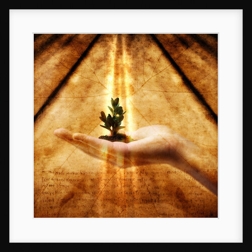 Hand Holding Seedling by Anonymous