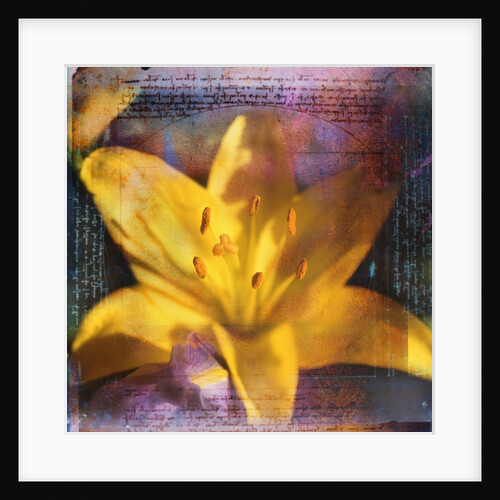 Yellow Lily and Text by Anonymous