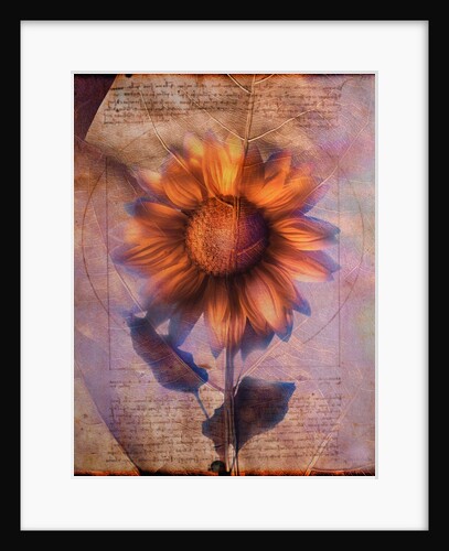 Sunflower and Text by Anonymous