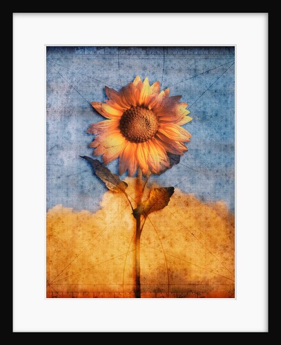 Sunflower and Sky by Anonymous