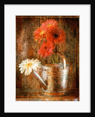 Gerbera Daisies in a Watering Can by Anonymous
