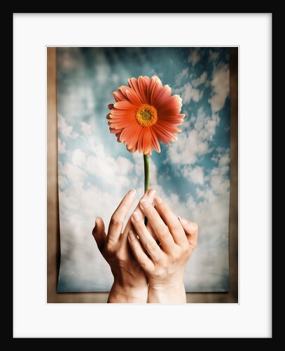 Hands Holding a Gerbera Daisy by Anonymous