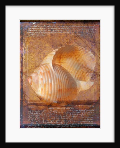 Seashell and Handwriting by Anonymous