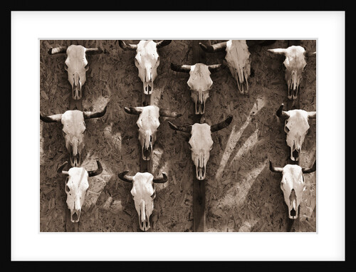 Cow Skulls Hanging on a Wall by Anonymous