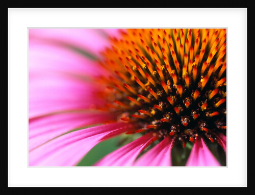 Close-up of Purple Coneflower by Anonymous