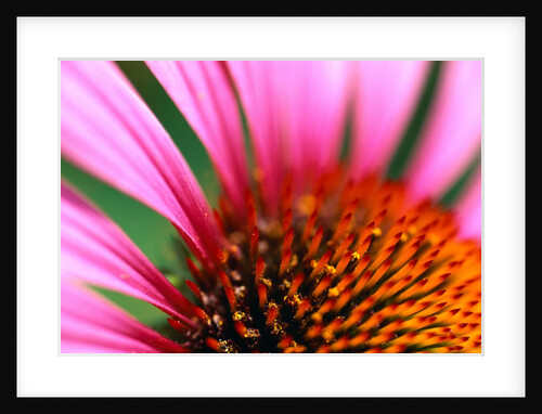 Petals and Stamens of Purple Coneflower by Anonymous