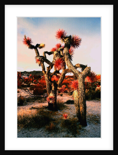 Joshua Trees in Bloom by Anonymous