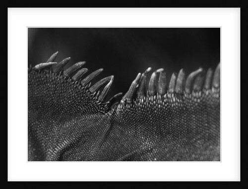 Scales on Back of Lizard by Anonymous