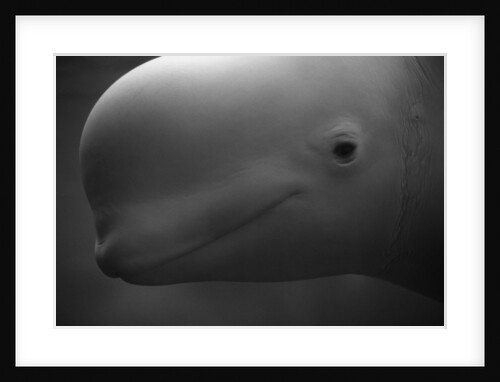 Head of Beluga by Anonymous