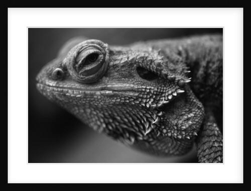 Head of Lizard by Anonymous