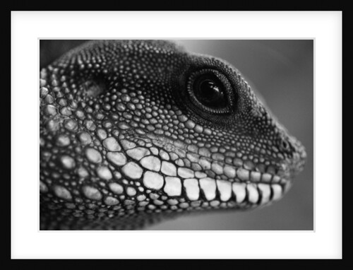 Head of Lizard by Anonymous