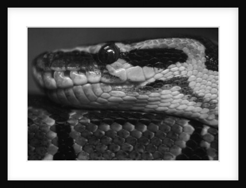 Coiled Snake by Anonymous
