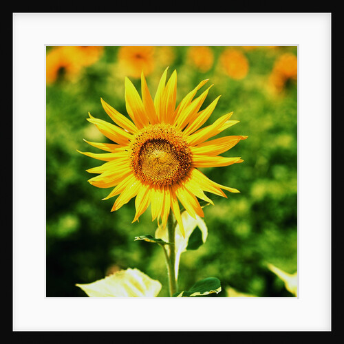 Sunflower by Anonymous