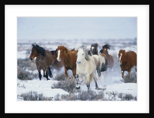 Wild Horses in Snow by Anonymous