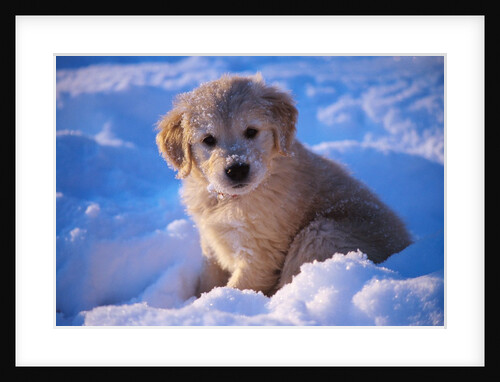 White Puppy Seated in Snow by Anonymous