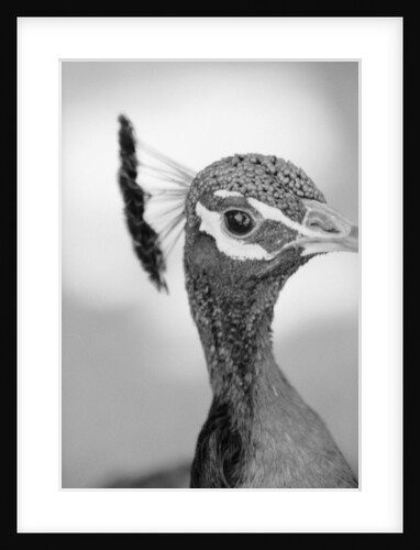 Peacock's Head by Anonymous