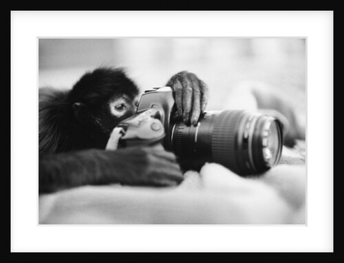 Monkey Holding Camera by Anonymous