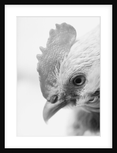 Rooster's Face by Anonymous