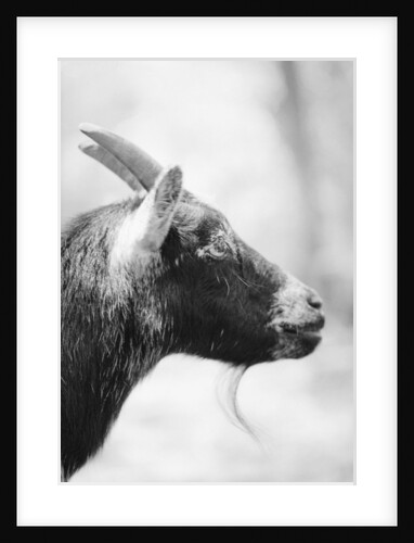 Side of a Goat's Head by Anonymous