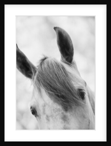 Top Half of Horse's Head by Anonymous