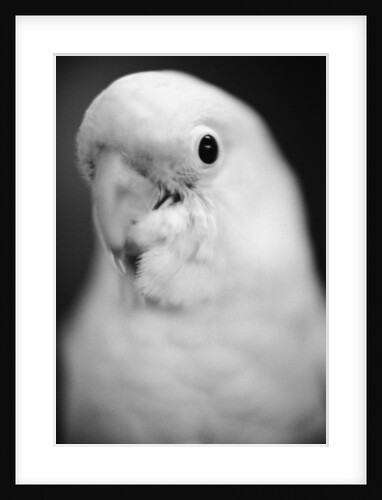 Parrot's Head by Anonymous