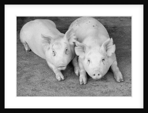 Two Pigs Lying Down by Anonymous