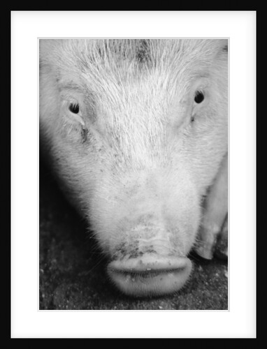 Close Up of Pig's Face by Anonymous