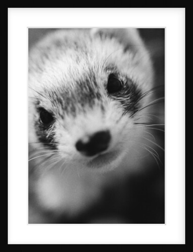Ferret's Face by Anonymous