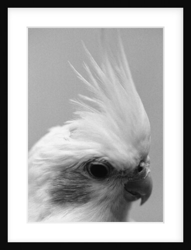 Side of Parrot's Heads by Anonymous