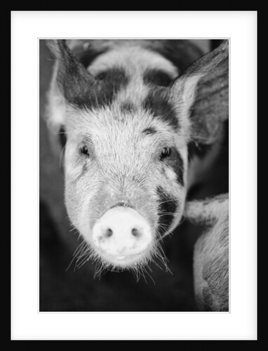 Head of Spotted Pig by Anonymous