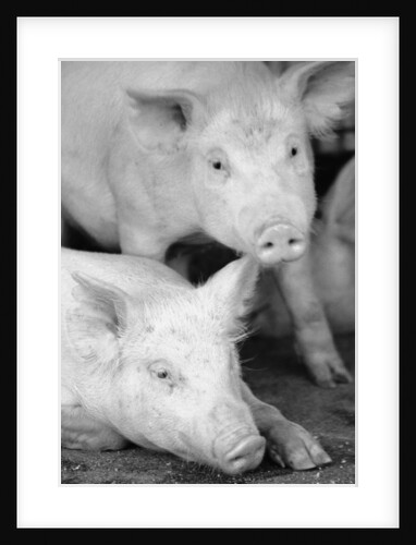 Two Pigs by Anonymous
