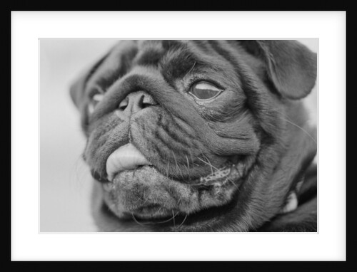 Pug Dog's Face by Anonymous