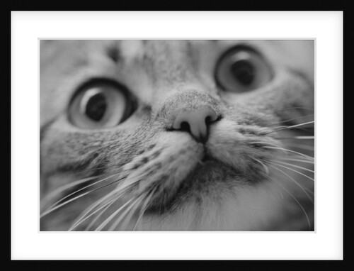 Close Up of Cat's Face by Anonymous
