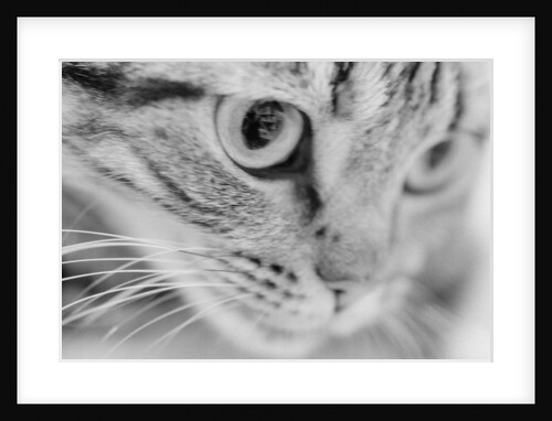 Close Up of Cat's Face by Anonymous