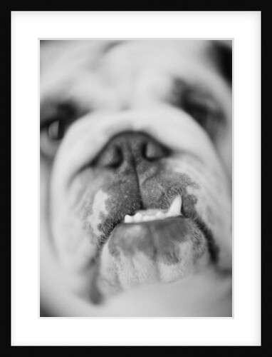 Close Up of Dog's Mouth by Anonymous
