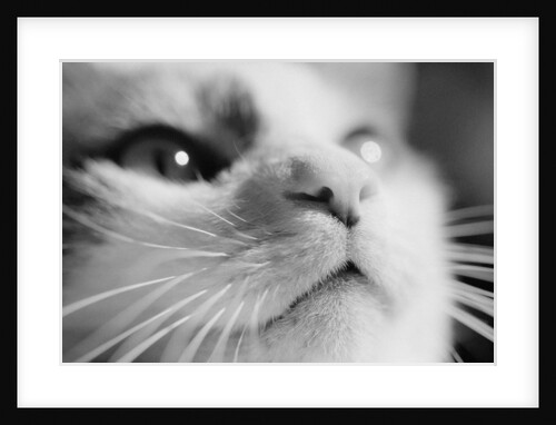 Close-up of Cat's Face by Anonymous