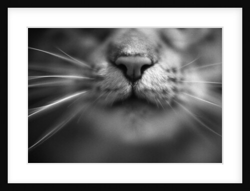Cat's Nose and Whiskers by Anonymous