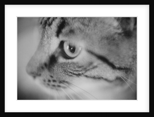 Side of Cat's Face by Anonymous