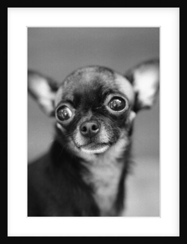 Chihuahua's Face by Anonymous