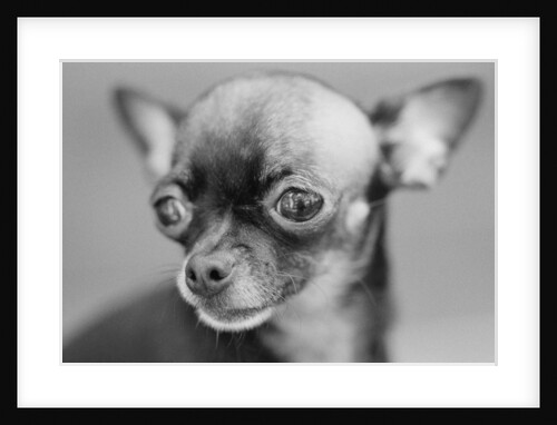 Chihuahua's Face by Anonymous