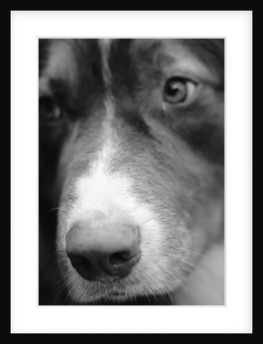 Dog's Nose by Anonymous