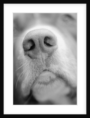 Dog's Nose by Anonymous