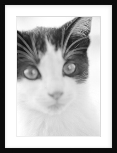 Cat's Head by Anonymous
