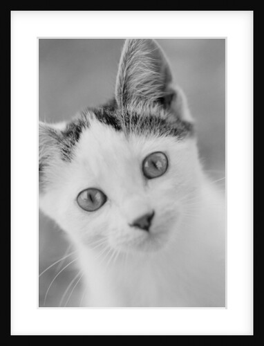 Head of Cat by Anonymous